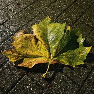 C'est le vent qui murmure dans les feuilles mortes