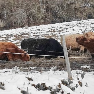 En attendant la BuzzCut