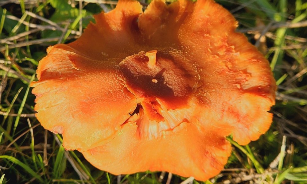 Autosatisfaction fongoïde