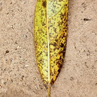 Mandorle