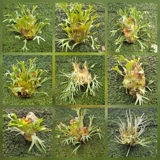 Un seul et même cerveau