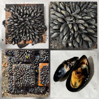 Pièces du puzzle