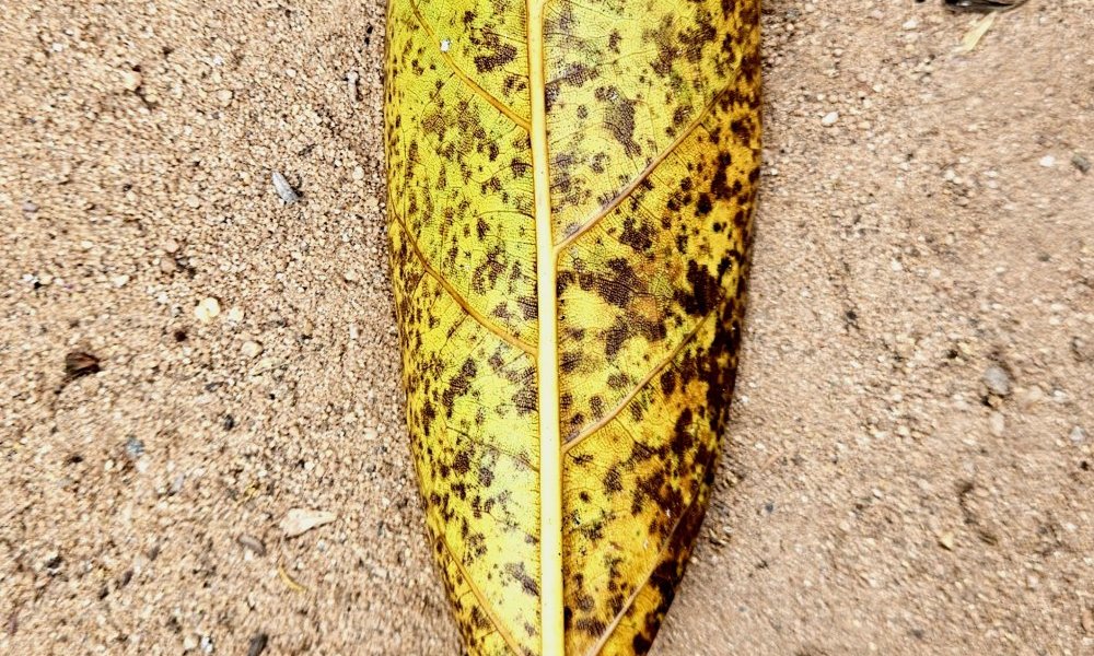 Mandorle