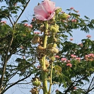 La vue en rose