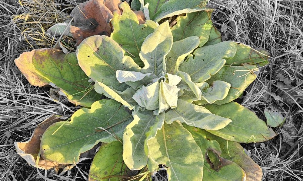 Pas un boulimique, mais un gourmand