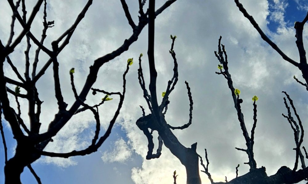 La frontière ténue entre humanité et animalité