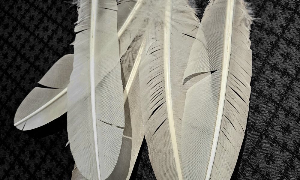 Ne pas avoir peur d'être en désaccord