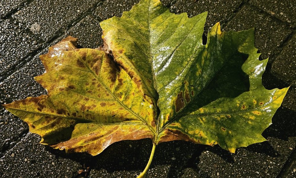C'est le vent qui murmure dans les feuilles mortes
