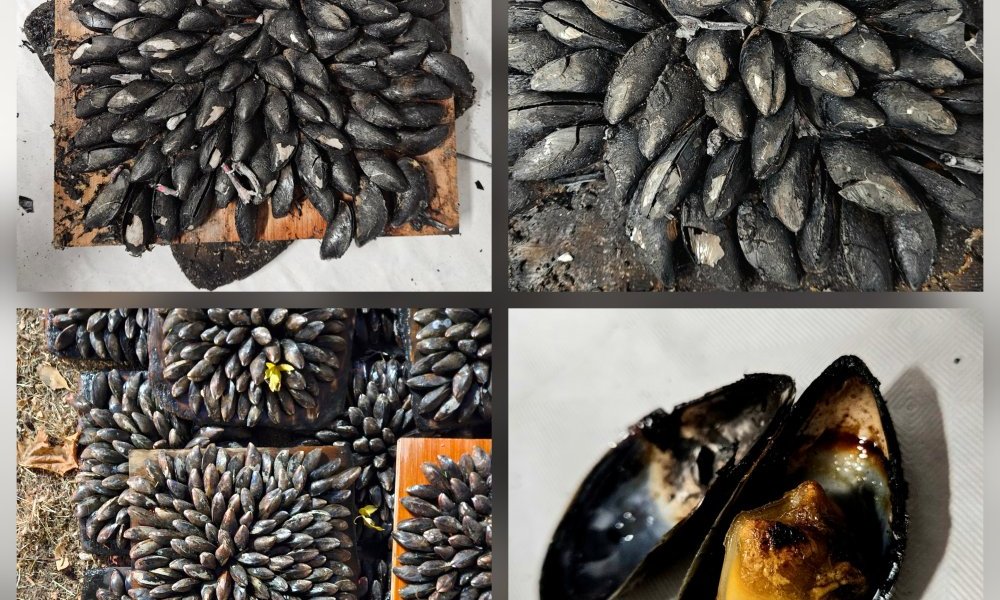 Pièces du puzzle