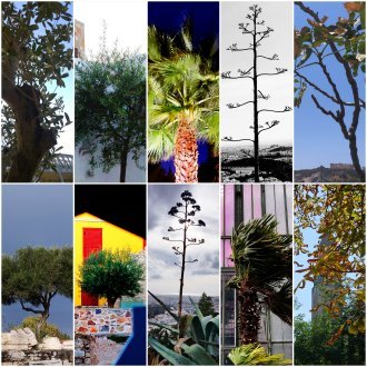 Comme un arbre dans la ville