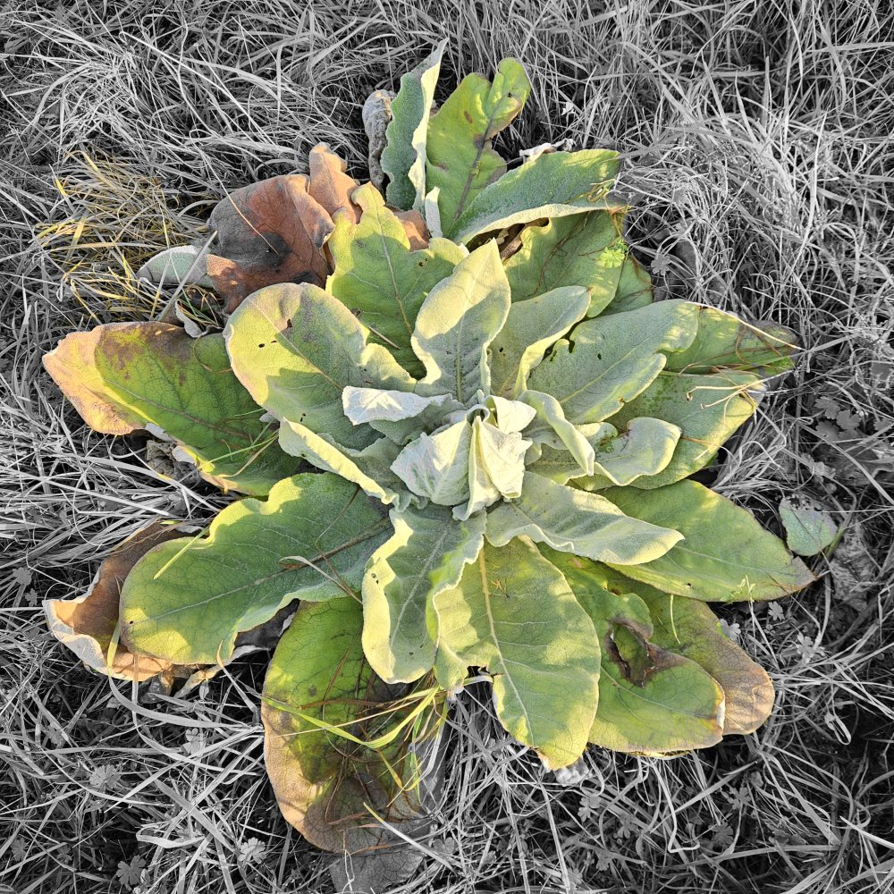 Pas un boulimique, mais un gourmand