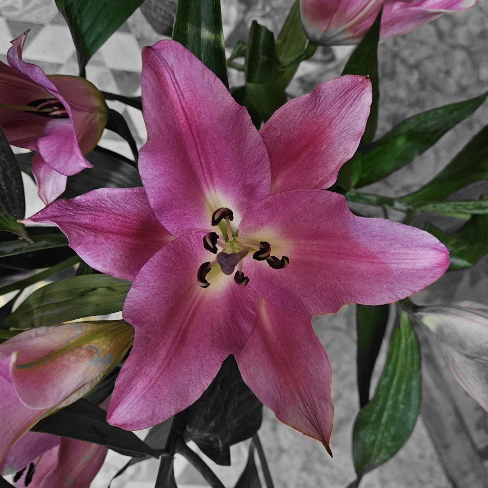 L'issue inéluctable d'une calme méditation