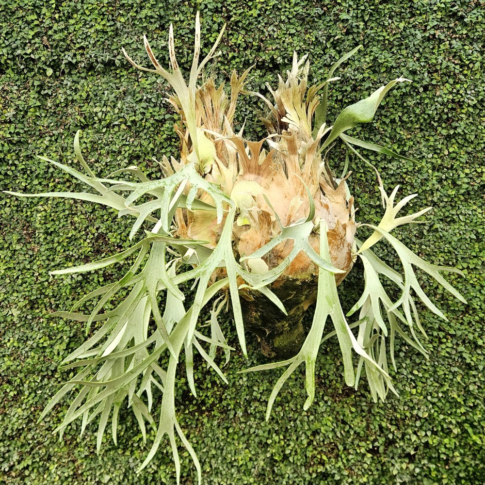 Un seul et même cerveau