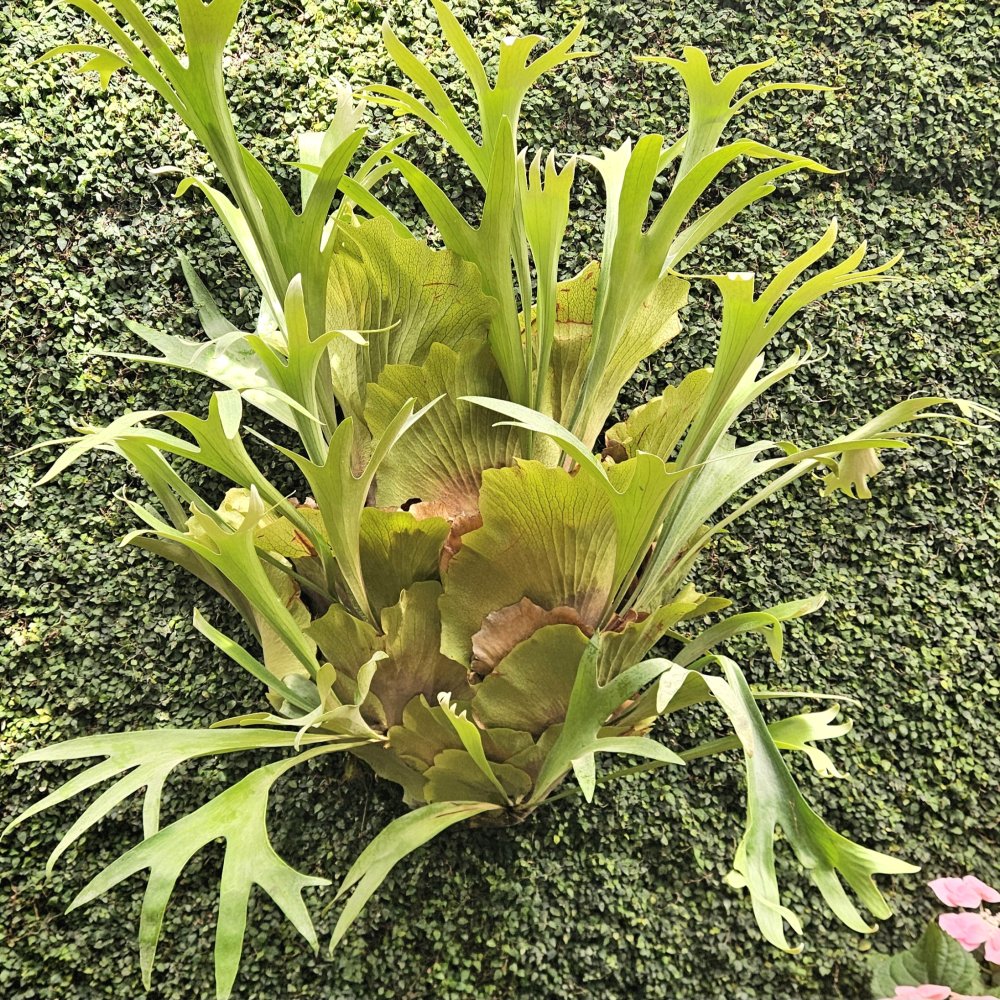 Un seul et même cerveau