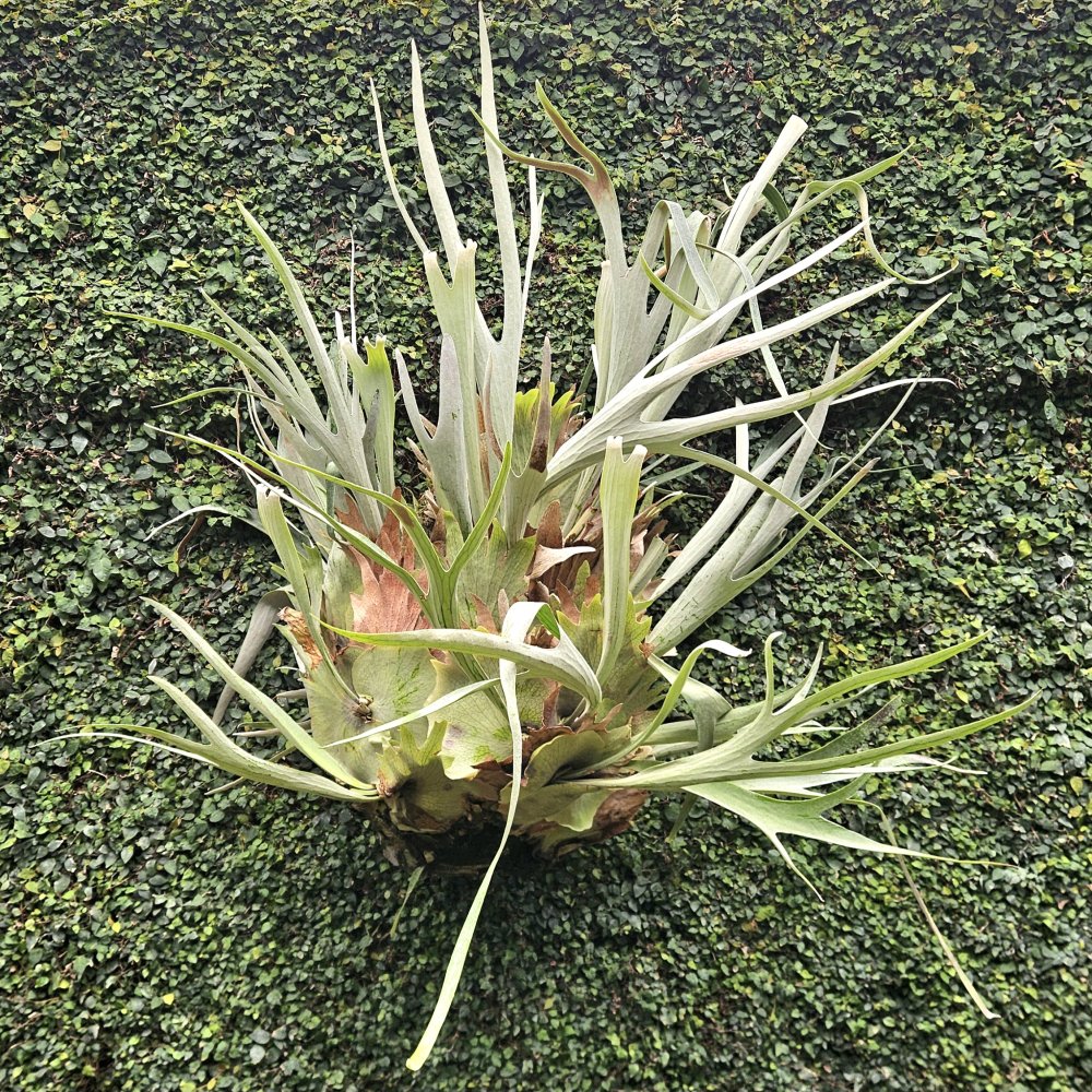 Un seul et même cerveau