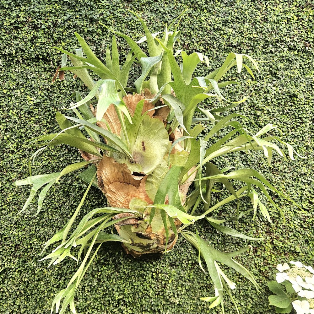 Un seul et même cerveau