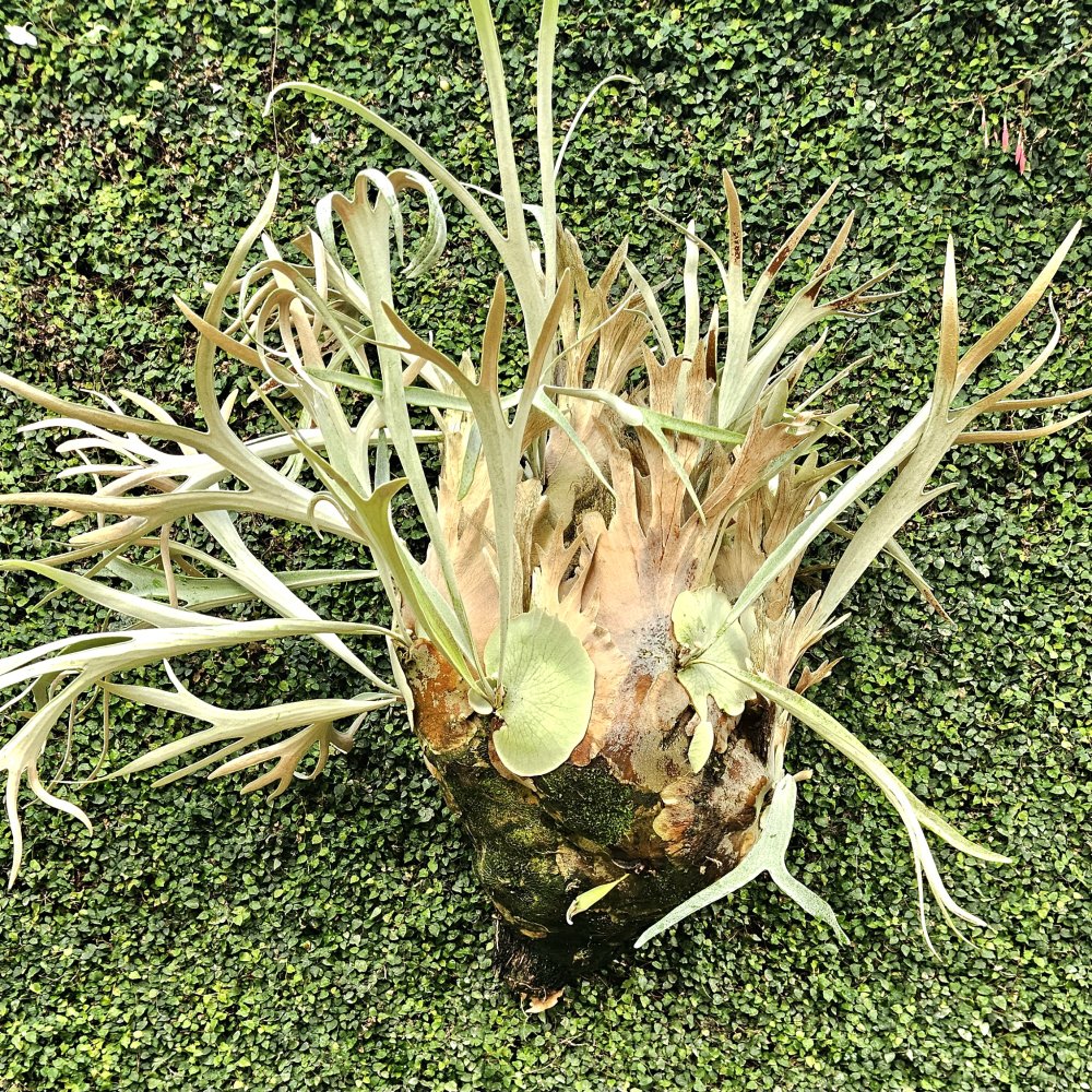 Un seul et même cerveau