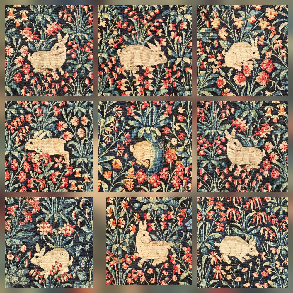 Lapin de corridor