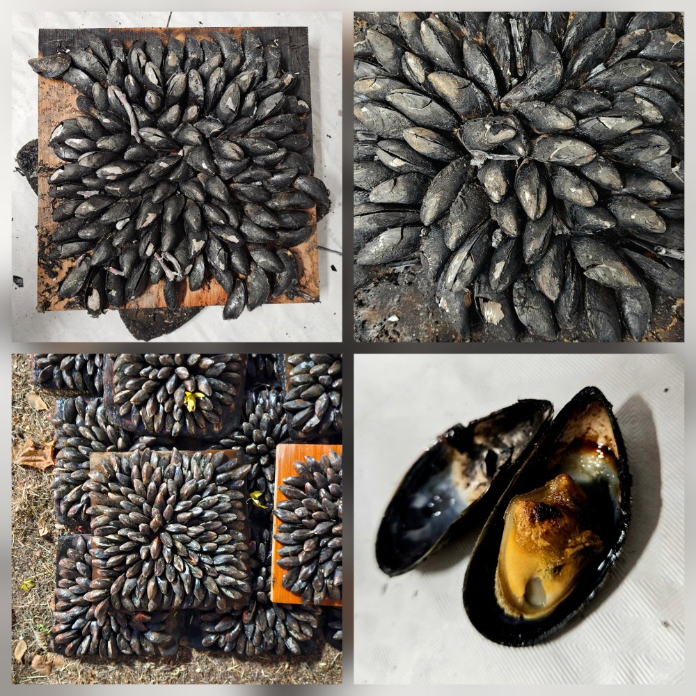 Pièces du puzzle