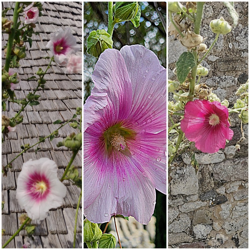 Roses trémières