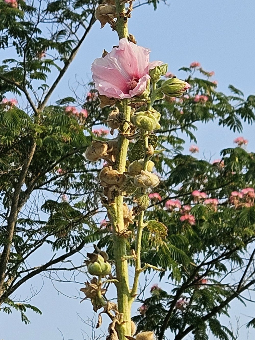 La vue en rose