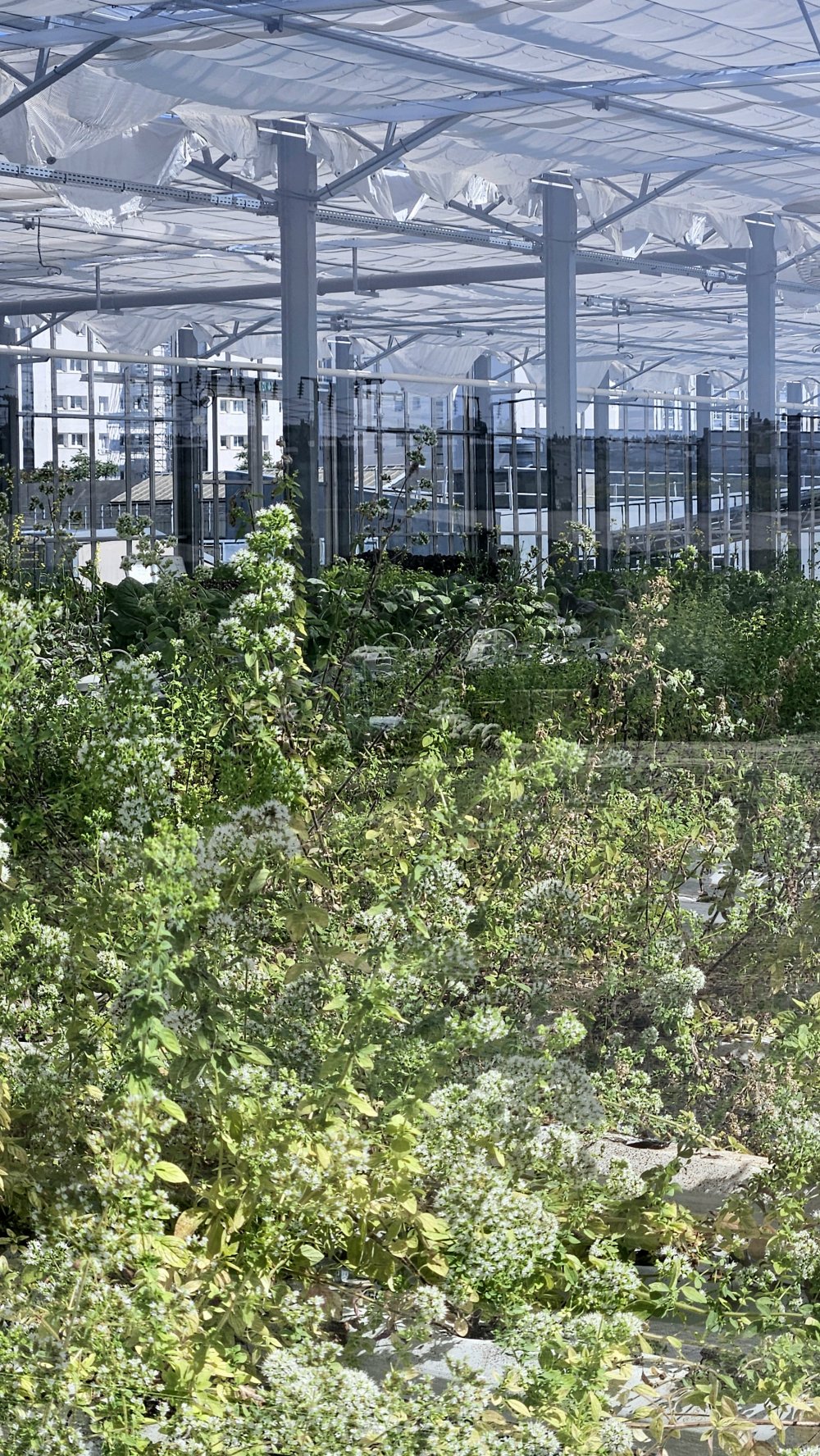 Laisser cent fleurs s'épanouir
