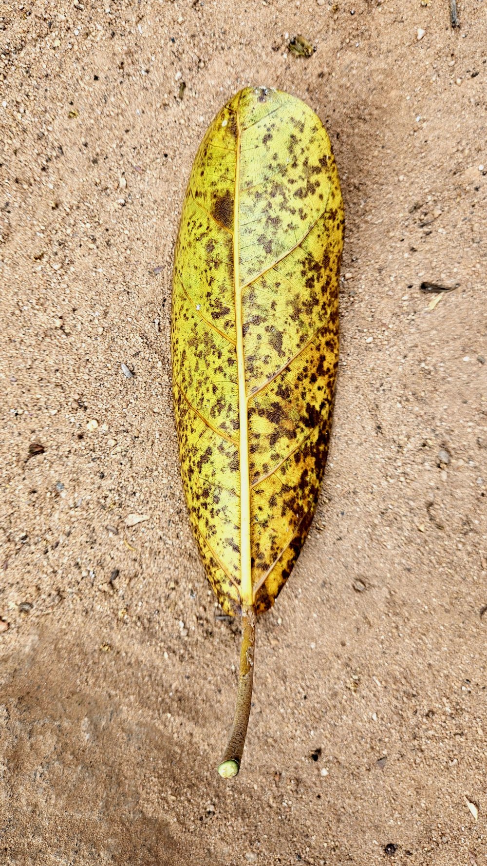 Mandorle