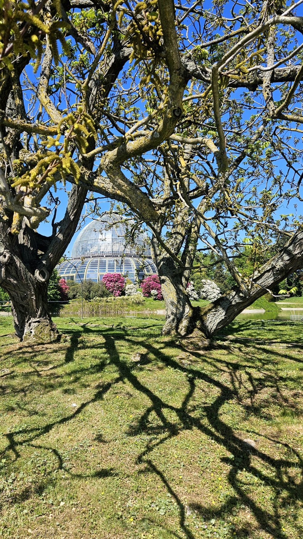 Surpensée (overthinking)