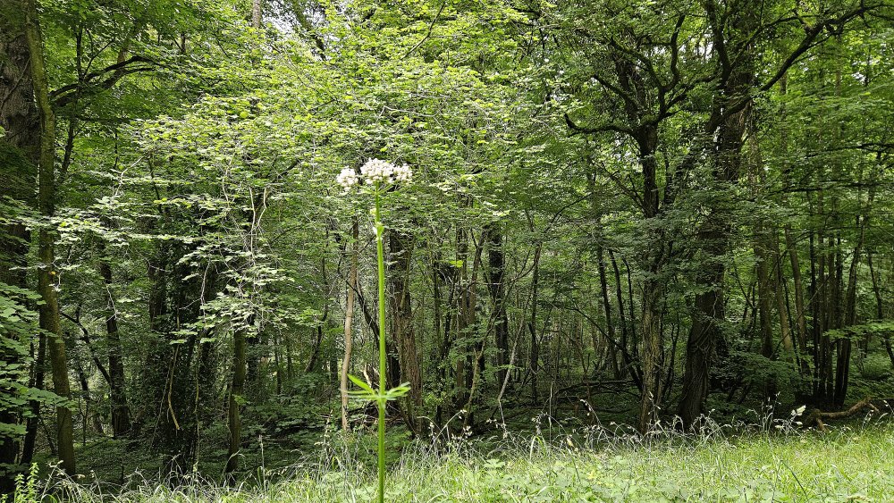 Un temps à lambiner, traînailler, flânocher, rêvasser