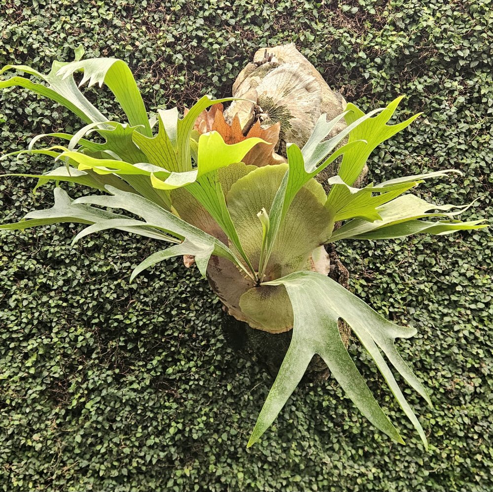 Un seul et même cerveau