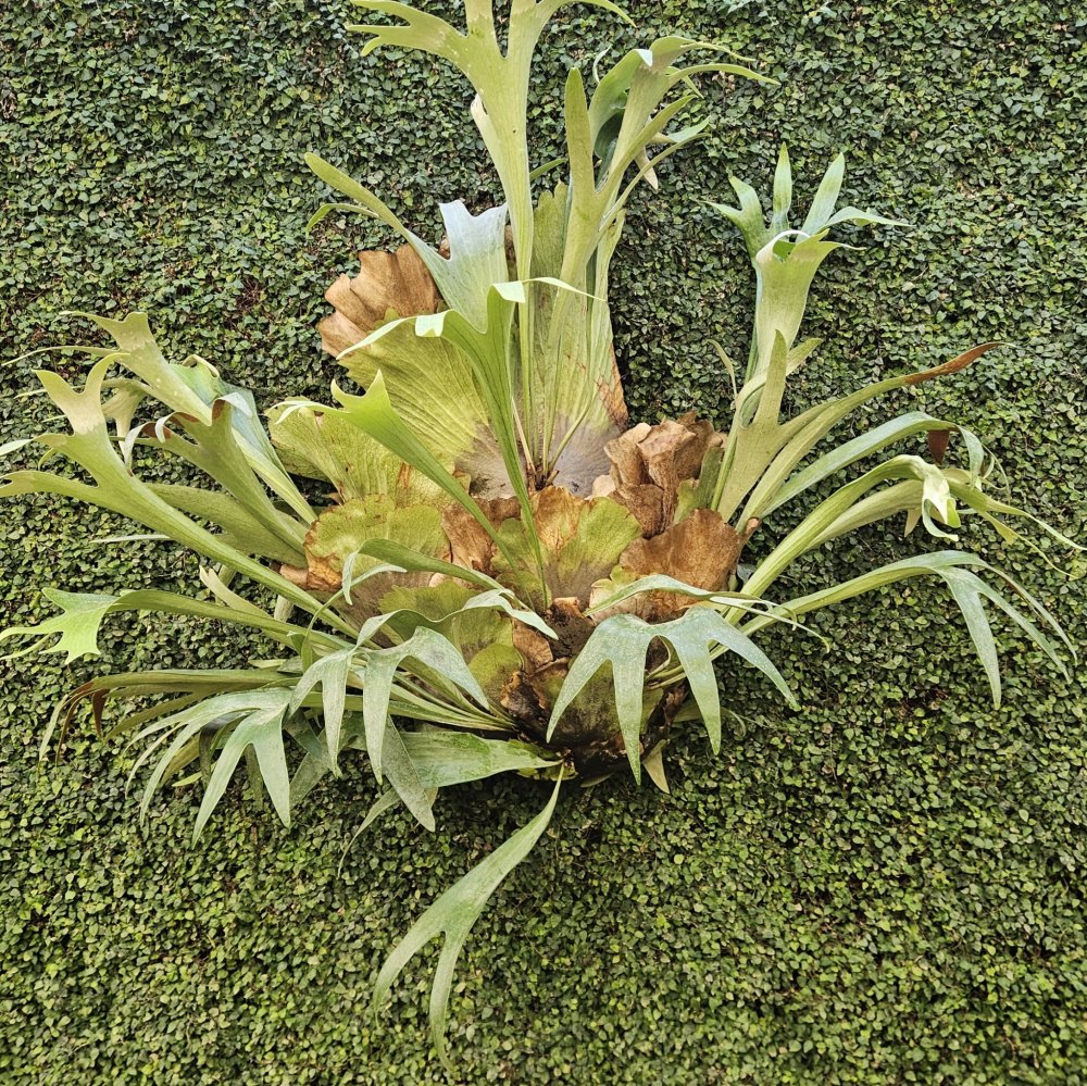 Un seul et même cerveau