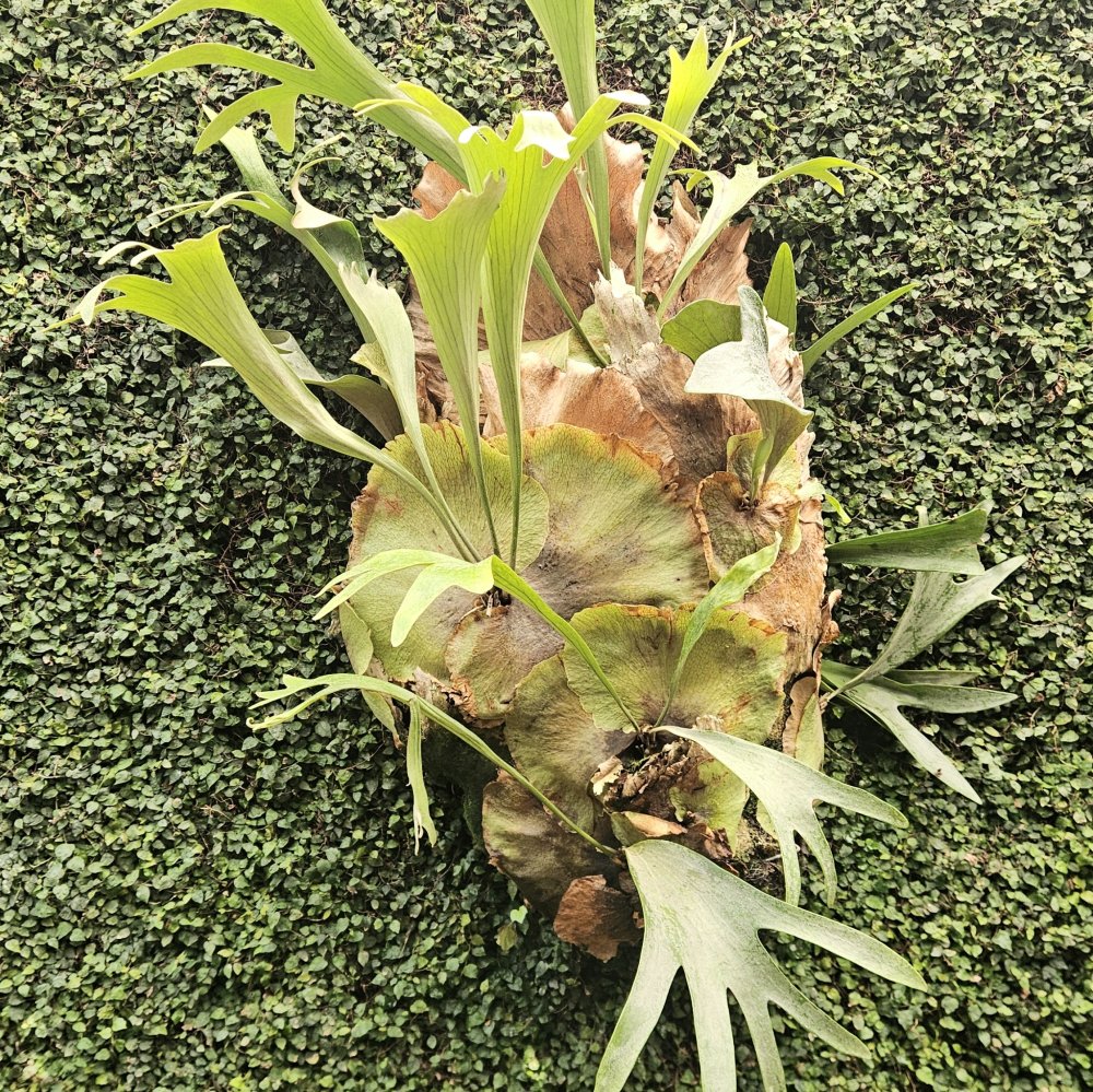 Un seul et même cerveau