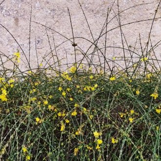 Haricots verts éboutés du Kenya ou pois gourmands d'Ethiopie