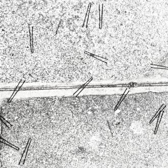 Mort au champ d'honneur