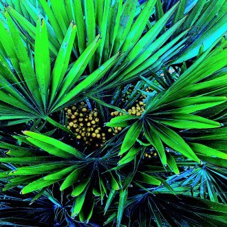 Rétive à tout enrégimentement