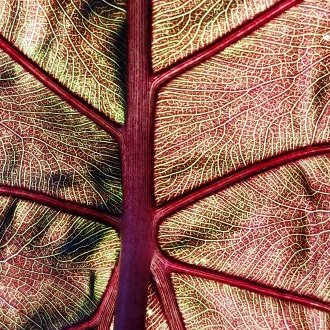 Renoncer à ses conflits intérieurs