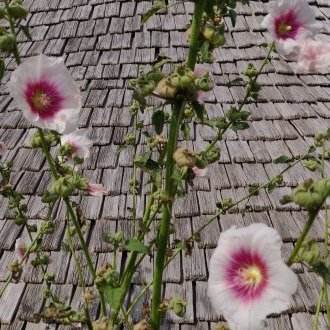 Avaler un à un les degrés de l'escadrin