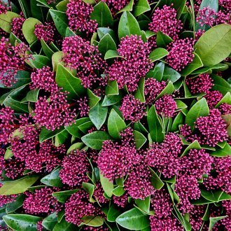 Outrancières ripailles, ribotes et parties de plaisir