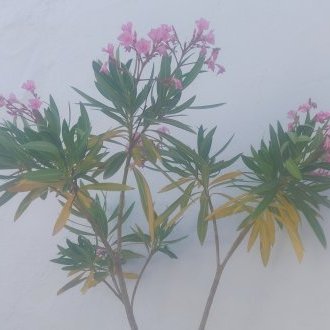 Dépression tropicale