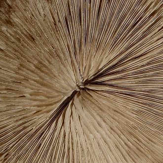 Paradoxale discrétion rayonnante