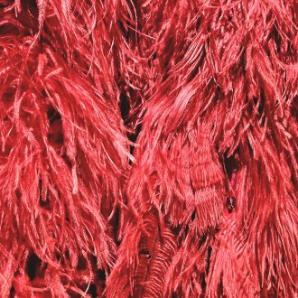 Un paradis d'efflorescence plumeuse