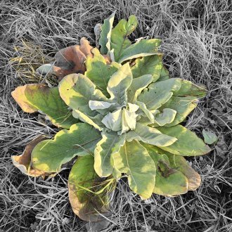 Pas un boulimique, mais un gourmand