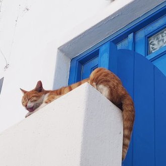 Comment survivre face aux animaux sauvages ?