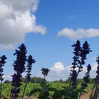 Souffle violet à la tranquille persévérance