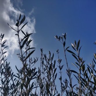 Vibrer d'une onction élégante