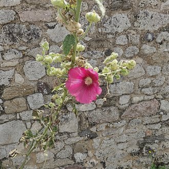 Excitation et empourprement