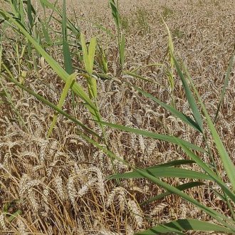 Proche de la pâmoison