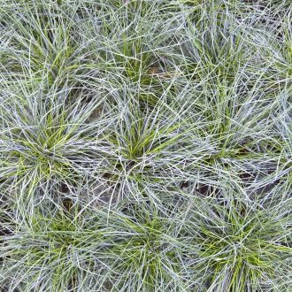 Une odeur de brouillard.