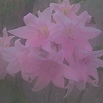 Une vérité première